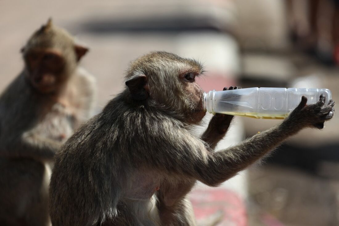 Macaco toma líquido em garrafa plástica