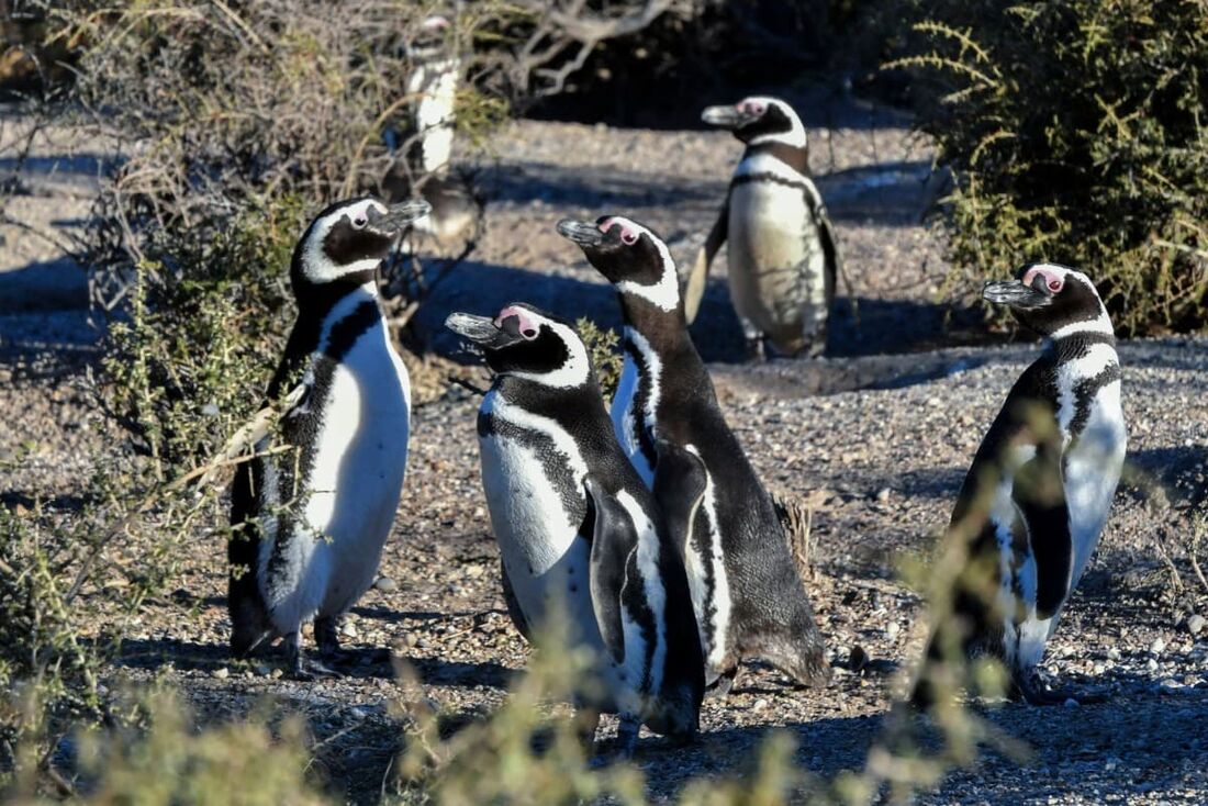 Punta Tombo é um santuário natural, que abriga uma das maiores colônias do planeta de pinguins-de-magalhães