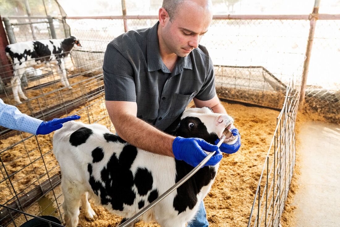 O pesquisador Paulo de Meo Filho demonstra como ele coleta amostras de fluidos estomacais de vacas