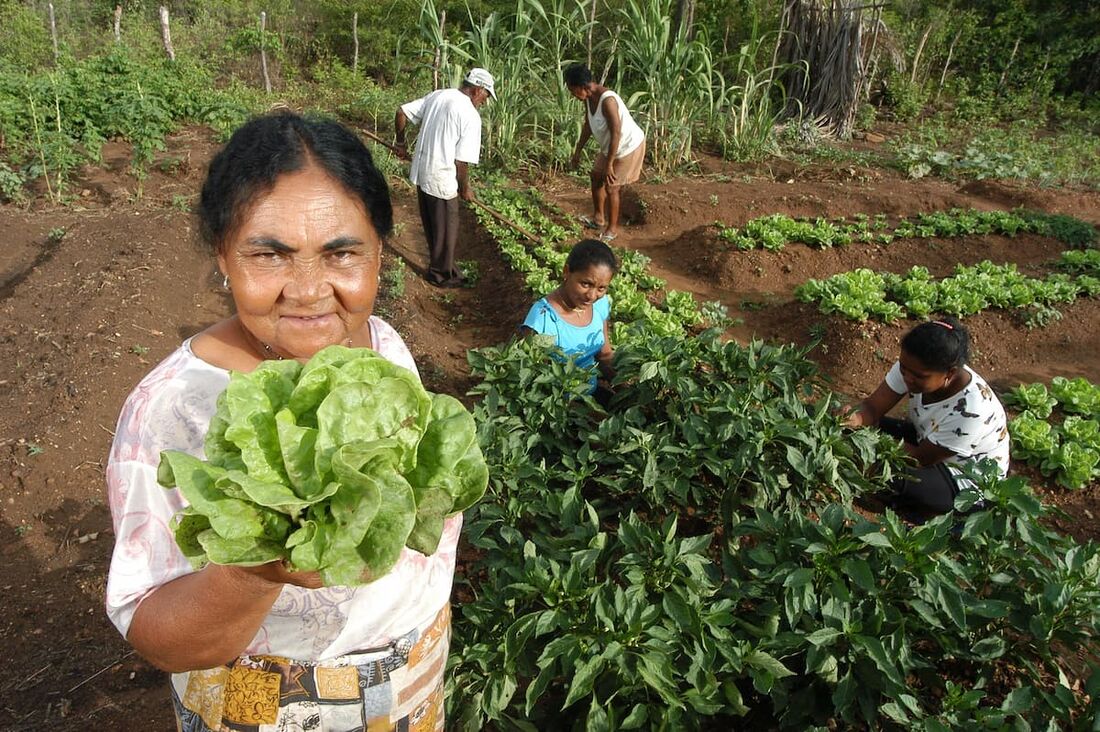 Segundo o IBGE, cerca de 70% dos alimentos que chegam à mesa do brasileiro são provenientes de produções familiares