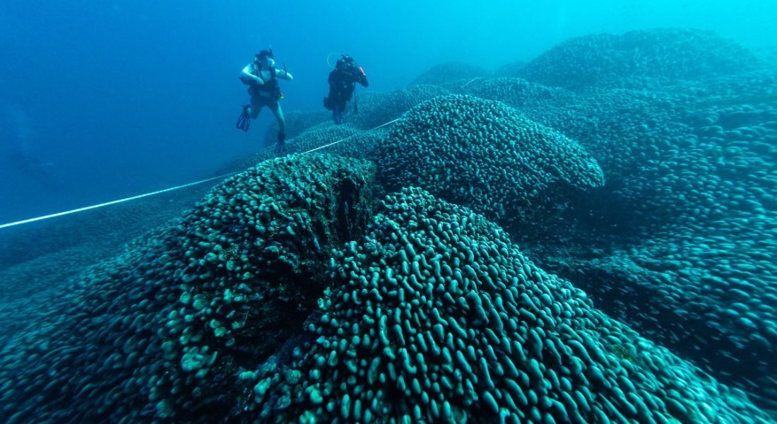 Cientistas descobrem maior coral do mundo perto das Ilhas Salomão