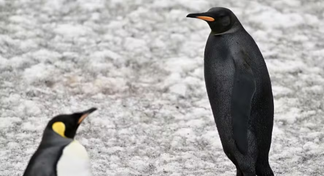 Pinguim de penas negras é encontrado em ilha no sul do Atlântico; entenda mutação genética rara