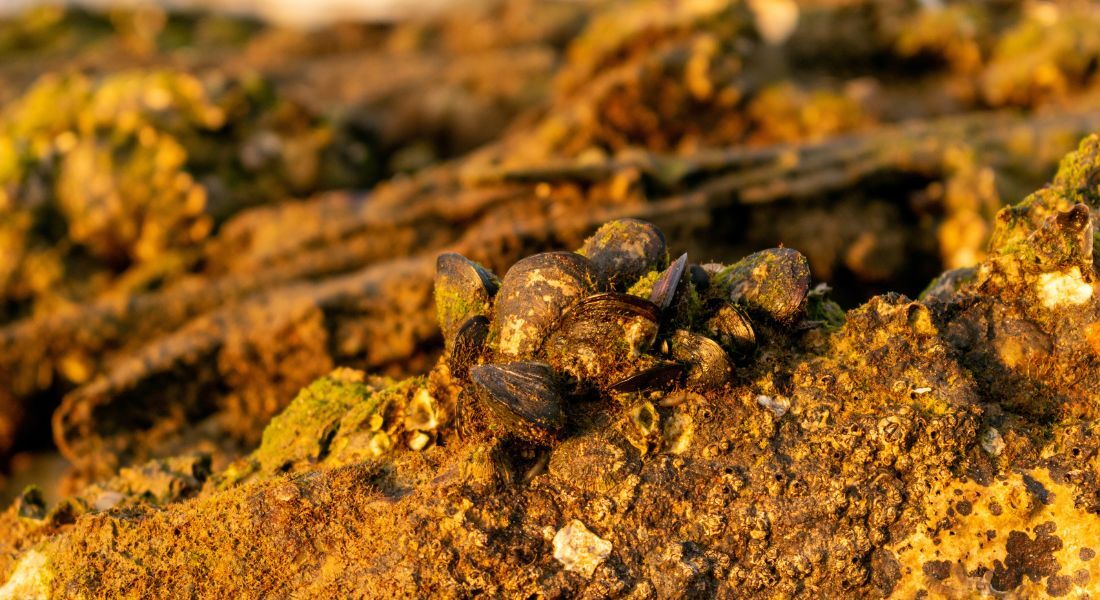 Mineradoras ilegais avançam em uma das maiores reservas de ouro da América Latina