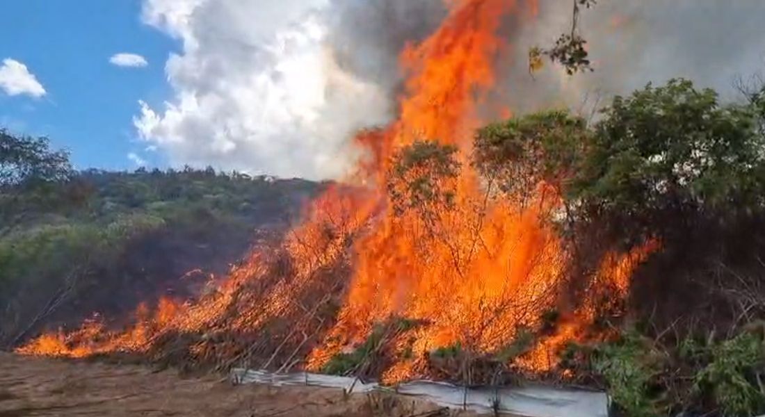 Operação erradicou milhares de pés de maconha no Sertão