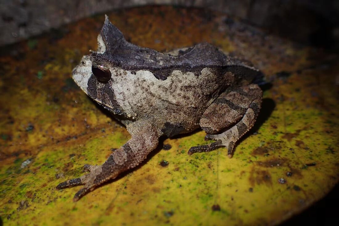 Sapinho-de-chifre-paviotii é um anfíbio exclusivo da Mata Atlântica. 