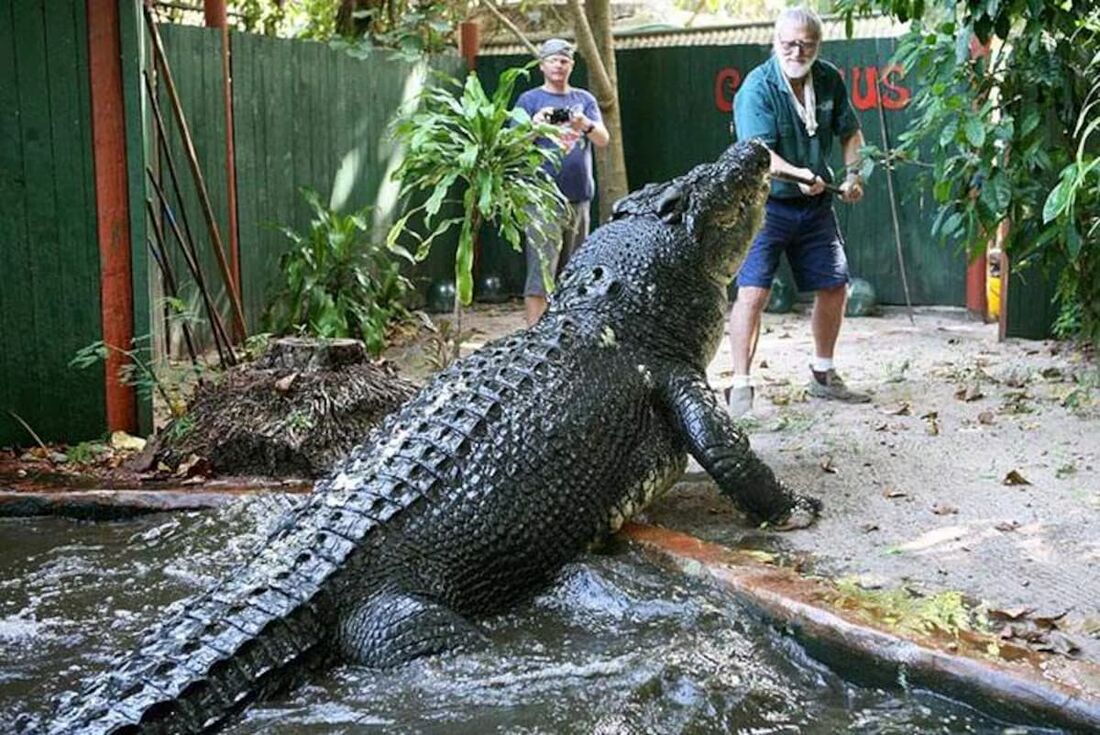 Cassius morava no Marineland Melanesia desde 1987, quando foi realocado do território do norte da Austrália e estima-se que ele tivesse ao menos 110 anos