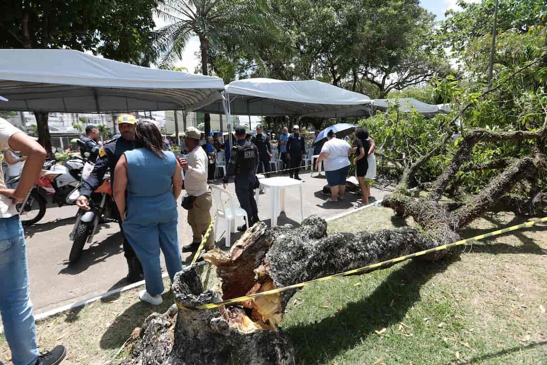 No Parque das Flores, árvore cai por cima de fiéis e fere um homem 