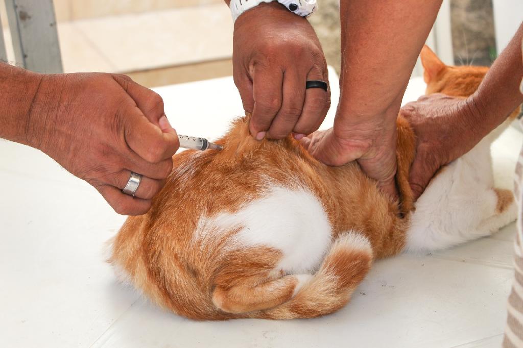 Vacinação animal em Paulista