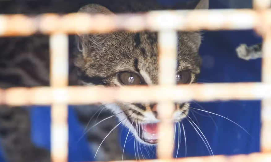 Gato do Mato que foi devolvido à natureza em ação do Inea 