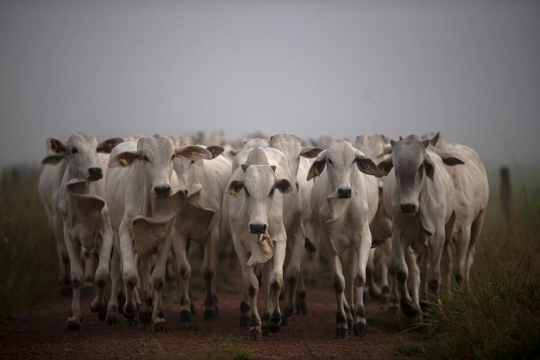 A batalha pelo acordo entre Mercosul e União Europeia (UE) tem como protagonista a indústria brasileira de carne bovina, um trunfo para a América do Sul.