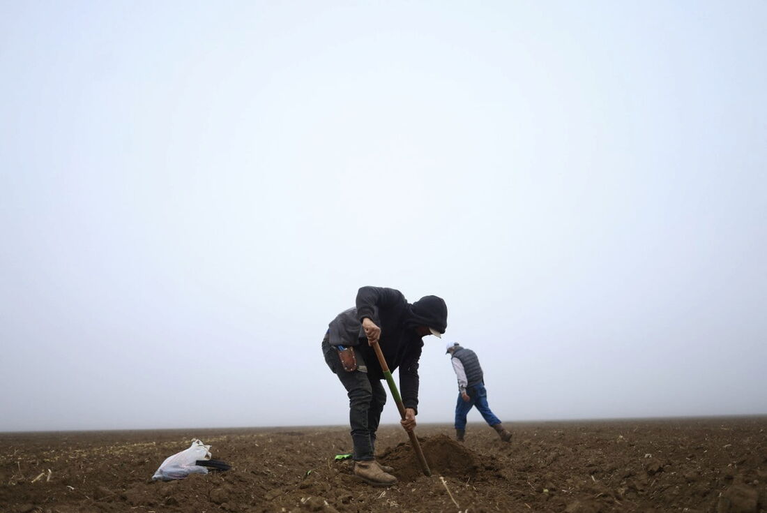 Um trabalhador indocumentado de Honduras cava com uma pá em busca de mangueiras de irrigação danificadas em um campo de melão na Del Bosque Farms em Firebaugh, Califórnia