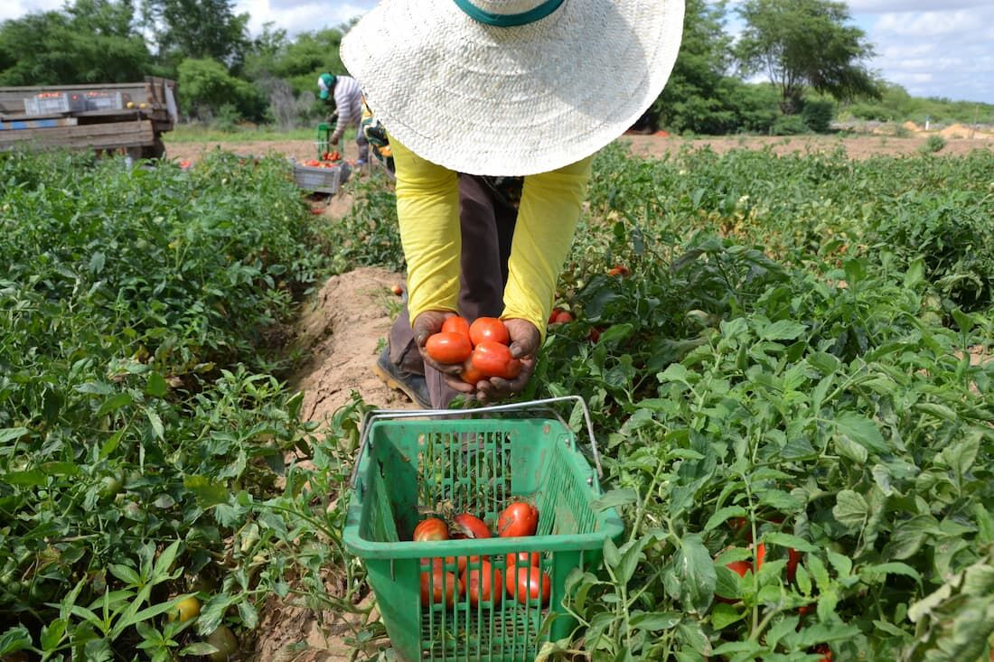 Projetos para fomentar a produção da agricultura familiar mato-grossense