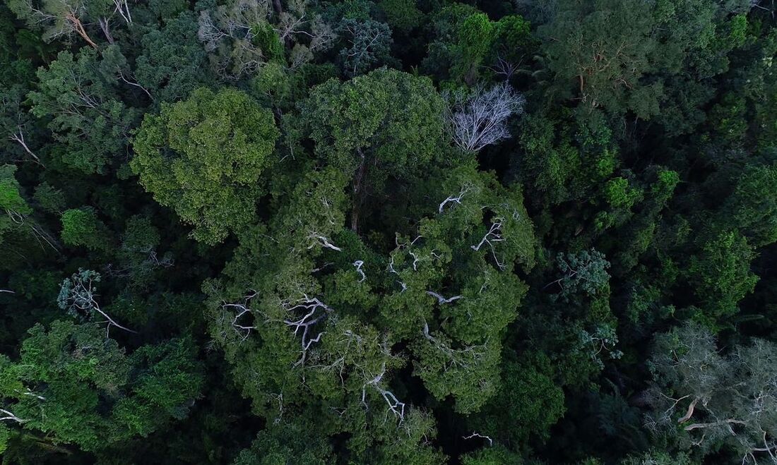 As florestas e grandes plantios vão se tornar um ativo das empresas em função da nova lei que prevê a venda dos créditos de carbono