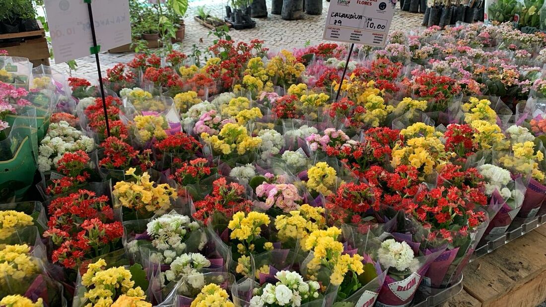 Festival de Flores de Holambra, no Recife