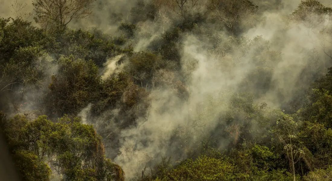 Governo aprova planos contra desmatamento no Pantanal e na Caatinga