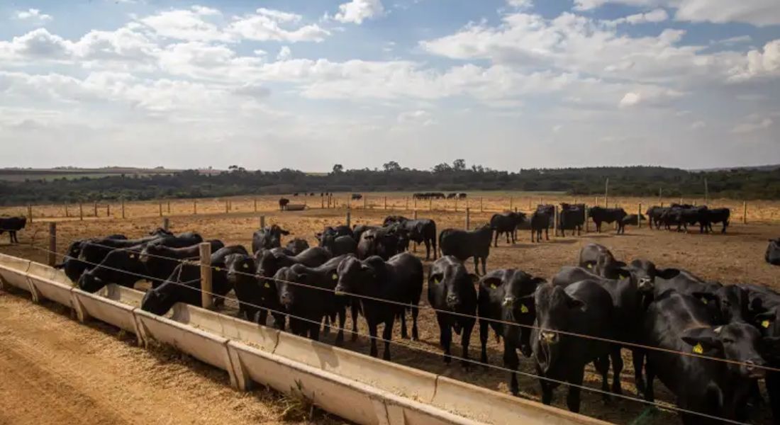 Dois lotes da vacina Excell 10 pode ter matado quase 200 animais