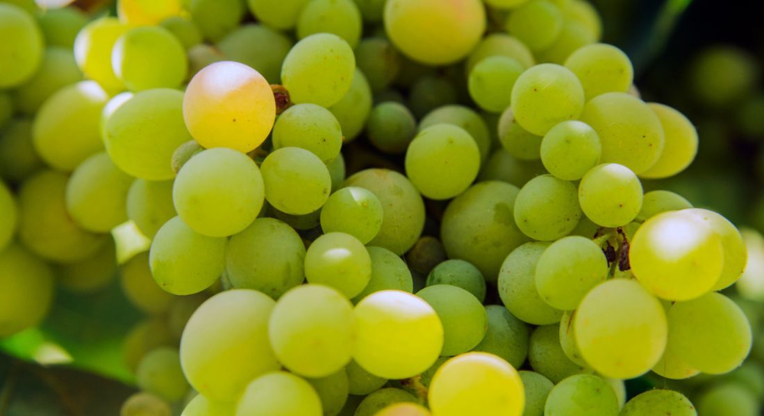 As uvas são uma boa fonte de fibras, vitaminas A, C, E e complexo B, além de minerais essenciais como cálcio, fósforo, potássio e magnésio.