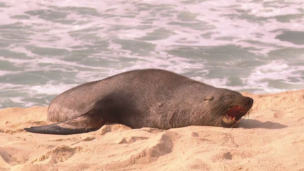 Lobo-marinho na Praia de Ipanema 