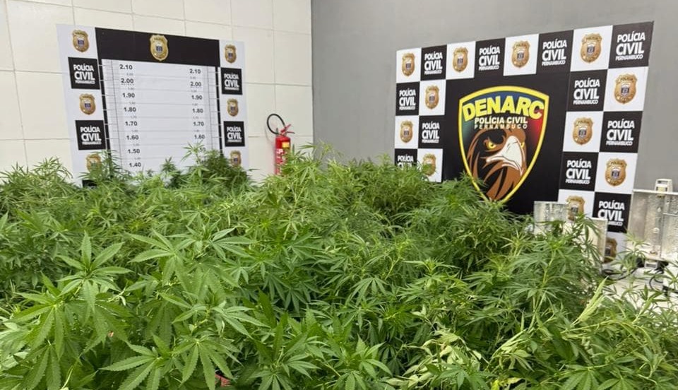 Polícia apreende 100 pés de maconha, pesando mais de 226 quilos