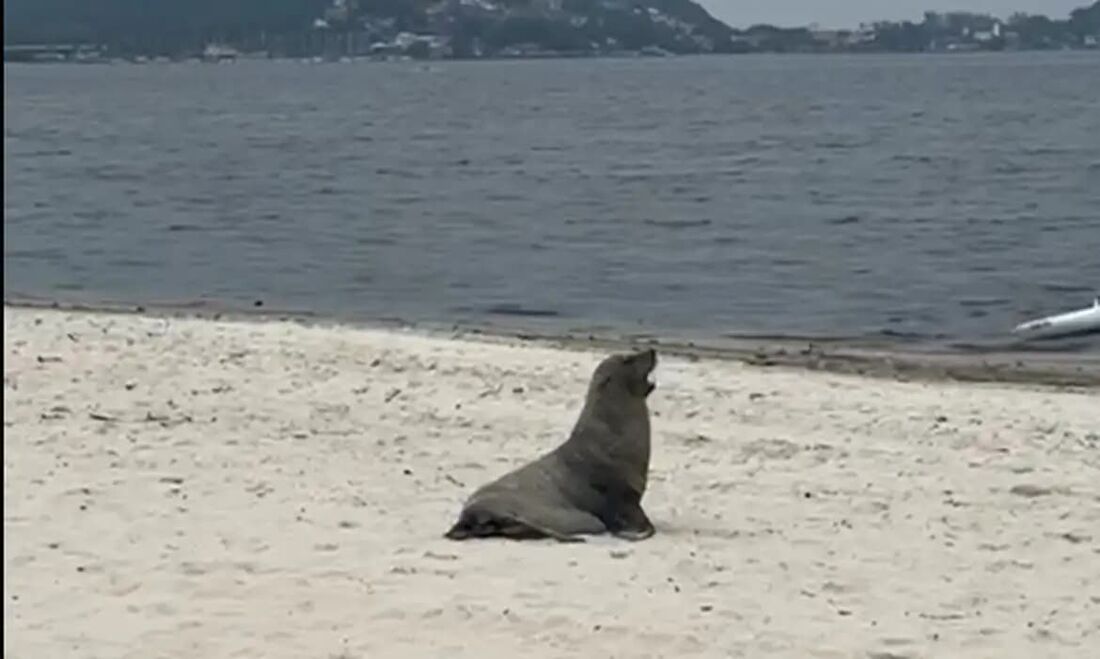 Um lobo-marinho foi visto na Praia de Itaipuaçu, em Maricá, neste domingo (22). 