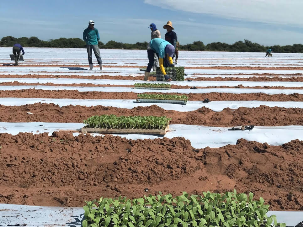 Neoenergia Pernambuco convoca irrigantes e aquicultores para atualização cadastral