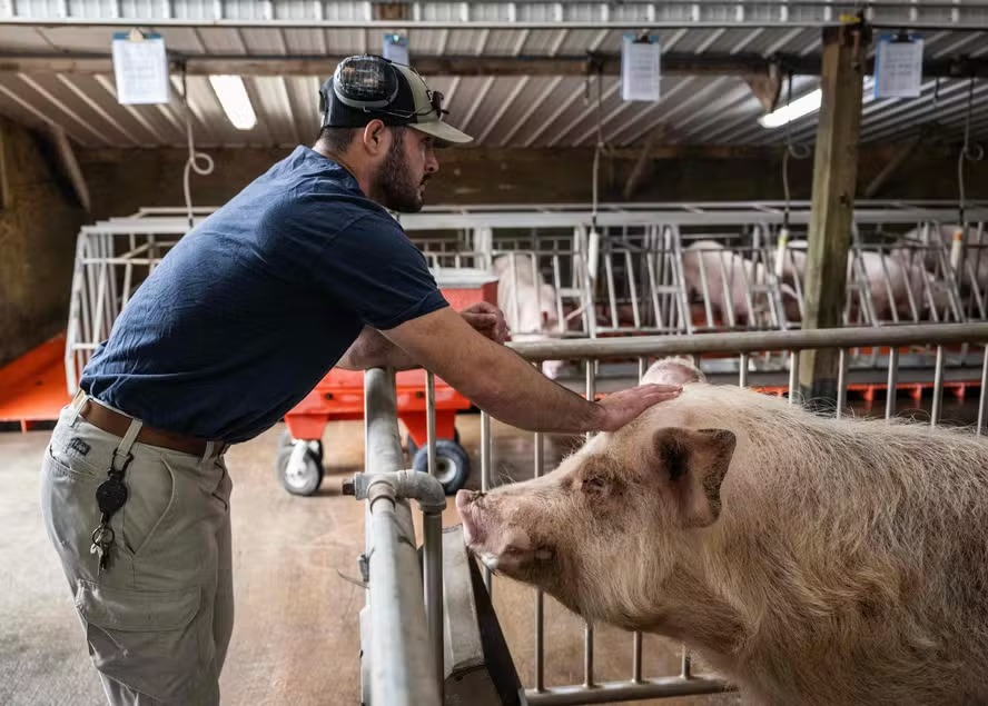 Fazenda nos EUA cria suínos para transplantes de rim em humanos 