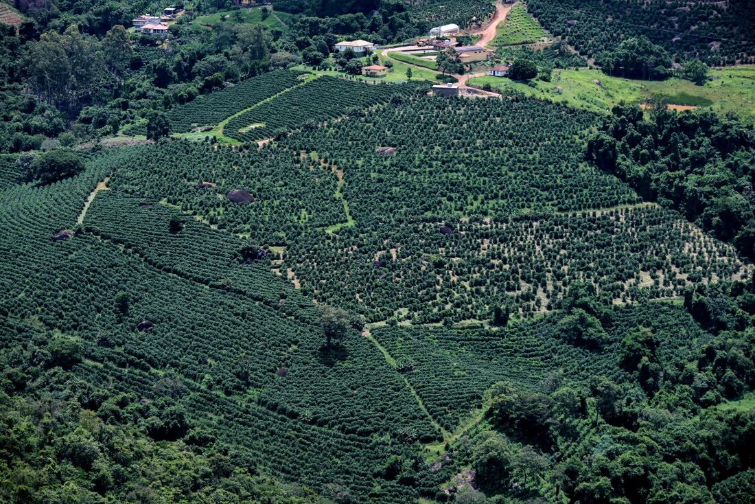 Vista aérea mostrando plantações de café em Caconde, cerca de 300 km a nordeste de São Paulo, Brasil, em 10 de janeiro de 2025