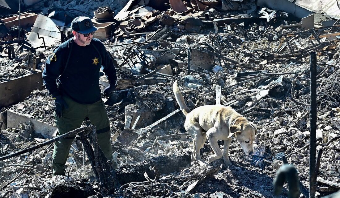 Um cão farejador de cadáveres, do xerife do condado de Los Angeles, fareja os escombros de propriedades à beira-mar destruídas pelo incêndio Palisades ao longo da Pacific Coast Highway em Malibu, Califórnia