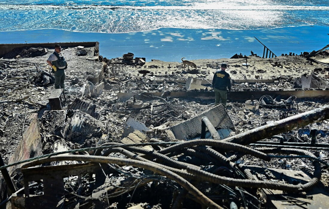 Um cão farejador de cadáveres, do xerife do condado de Los Angeles, fareja os escombros de propriedades à beira-mar destruídas pelo incêndio Palisades ao longo da Pacific Coast Highway em Malibu, Califórnia