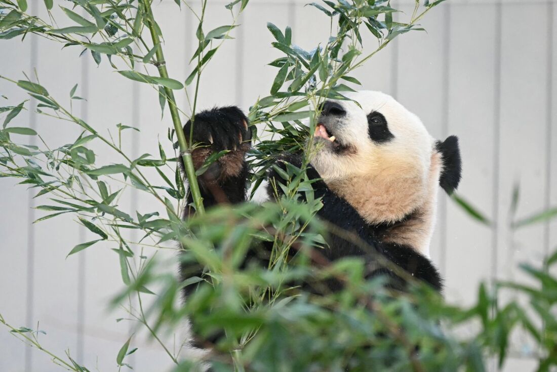 A presença dos pandas é parte da chamada "diplomacia do panda"