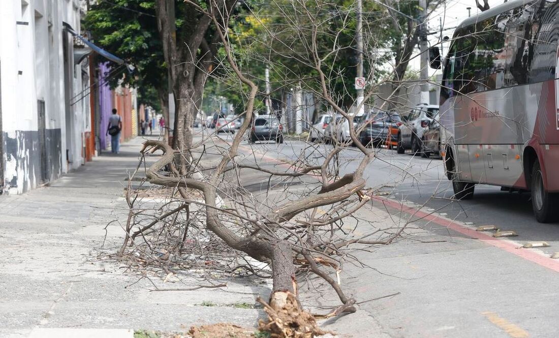 Árvore cai após fortes chuvas que deixaram mais de 1 milhão sem energia em São Paulo