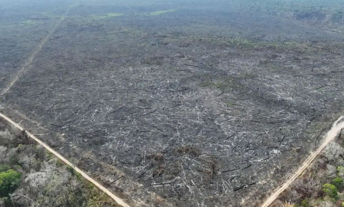 Desmatamento amazônia