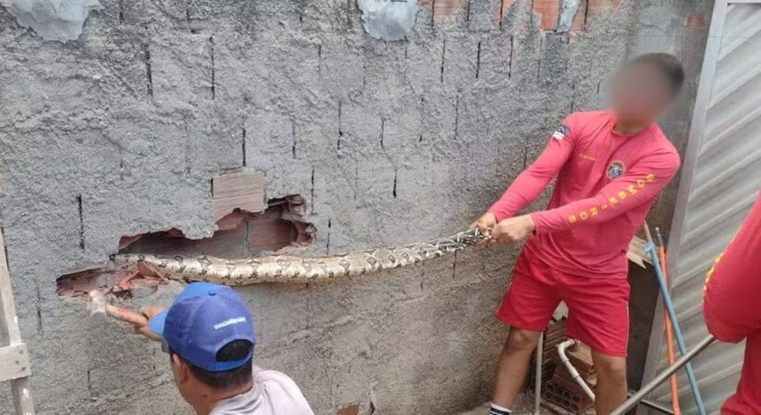 Bombeiros encaminharam a jiboia ao Parque Natural Municipal Professor João Vasconcelos Sobrinho