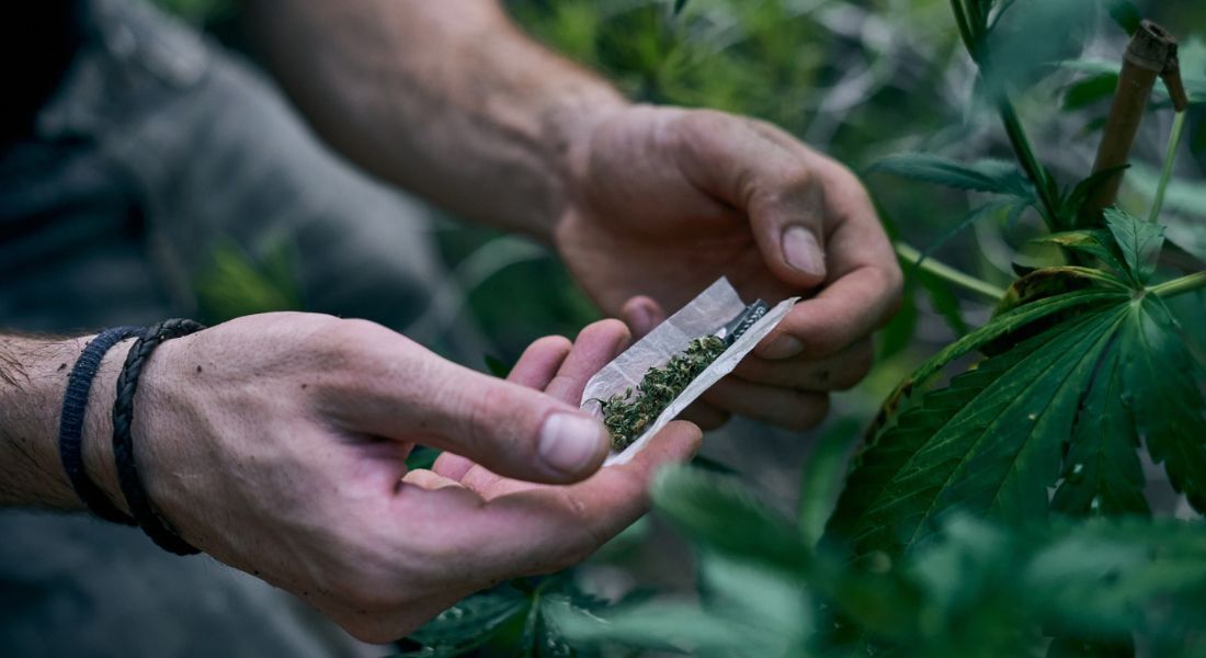 Maconha: usuários frequentes têm memória de trabalho afetada, revela estudo