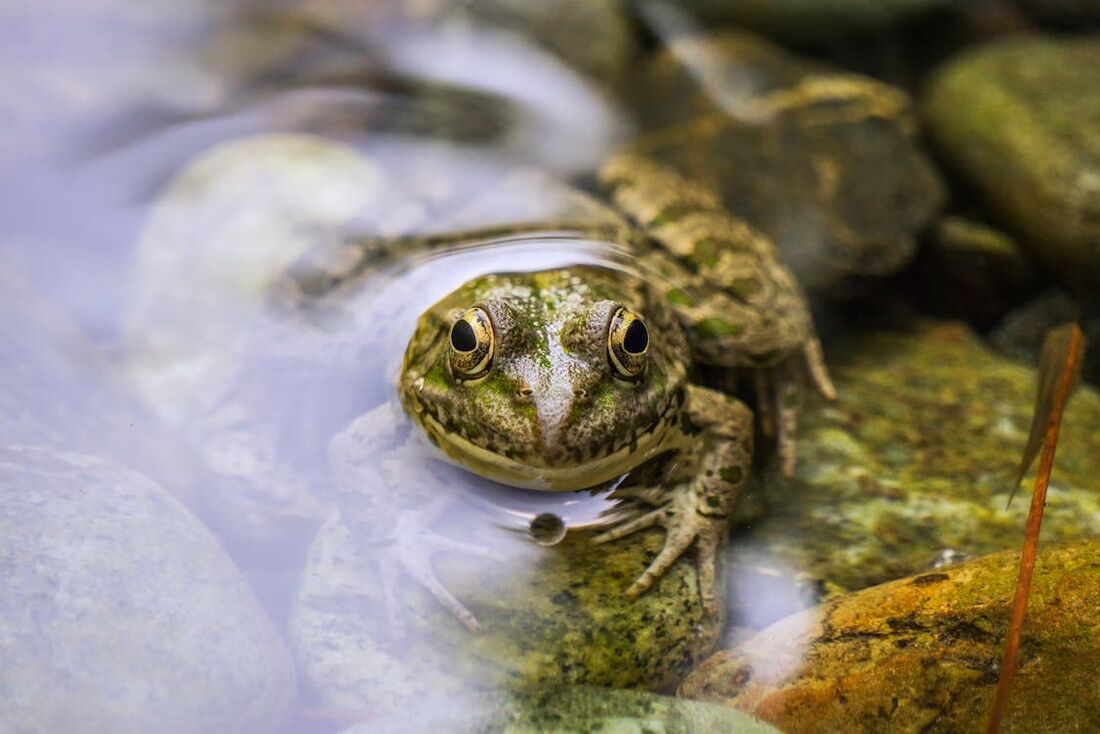 Peixes de água doce, tetrápodes (rãs, salamandras, répteis, assim como aves e mamíferos) e odonatos (libélulas) estão em perigo, com 26%, 23% e 16% das suas espécies em risco de extinção, respectivamente.