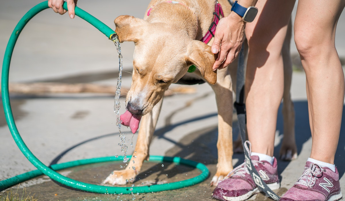 Animais de estimação, assim como os humanos, sofrem as consequências das ondas de calor extremo