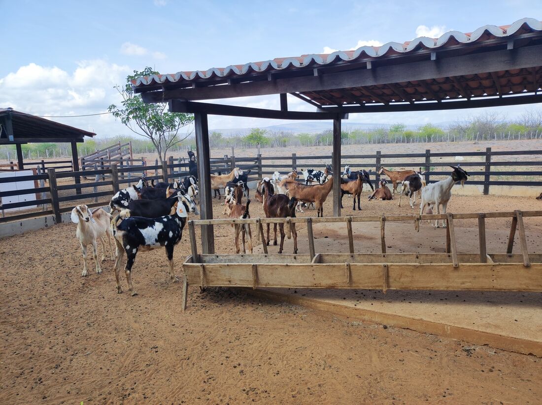 Melhoramento genético: alternativa pode aumentar produtividade de criadores de ovinos e caprinos