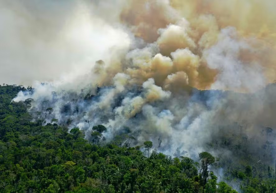 Fogo consome a floresta amazônica no Pará 