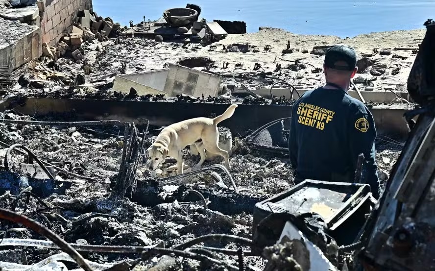 Um cão farejador fareja os escombros de propriedades à beira-mar destruídas pelo incêndio Palisades ao longo da Pacific Coast Highway em Malibu, Califórnia 