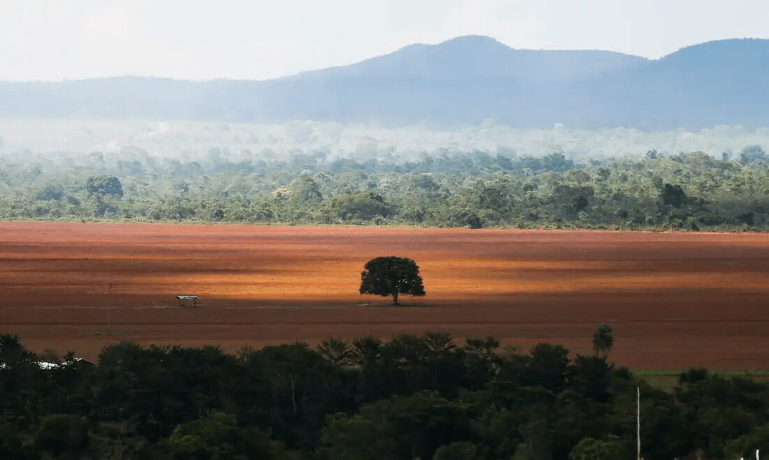 O desmatamento no Cerrado caiu 33% em 2024