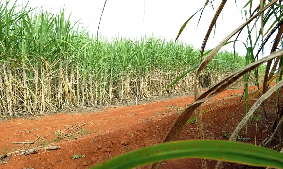 "Super enzima" de bactéria pode transformar resíduos em biocombustível