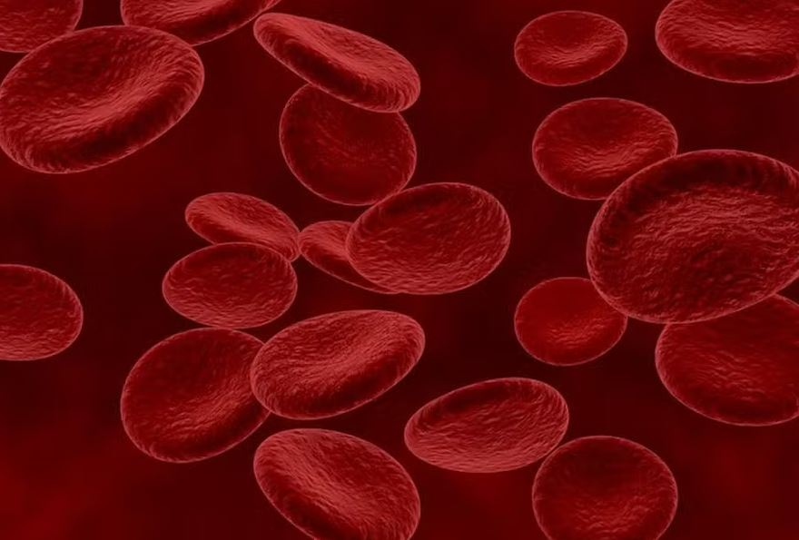 Glóbulos vermelhos do sangue 