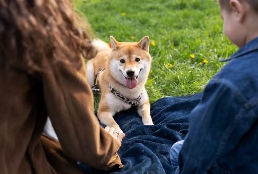 Os pesquisadores estudaram o comportamento de 20 raças de cachorro