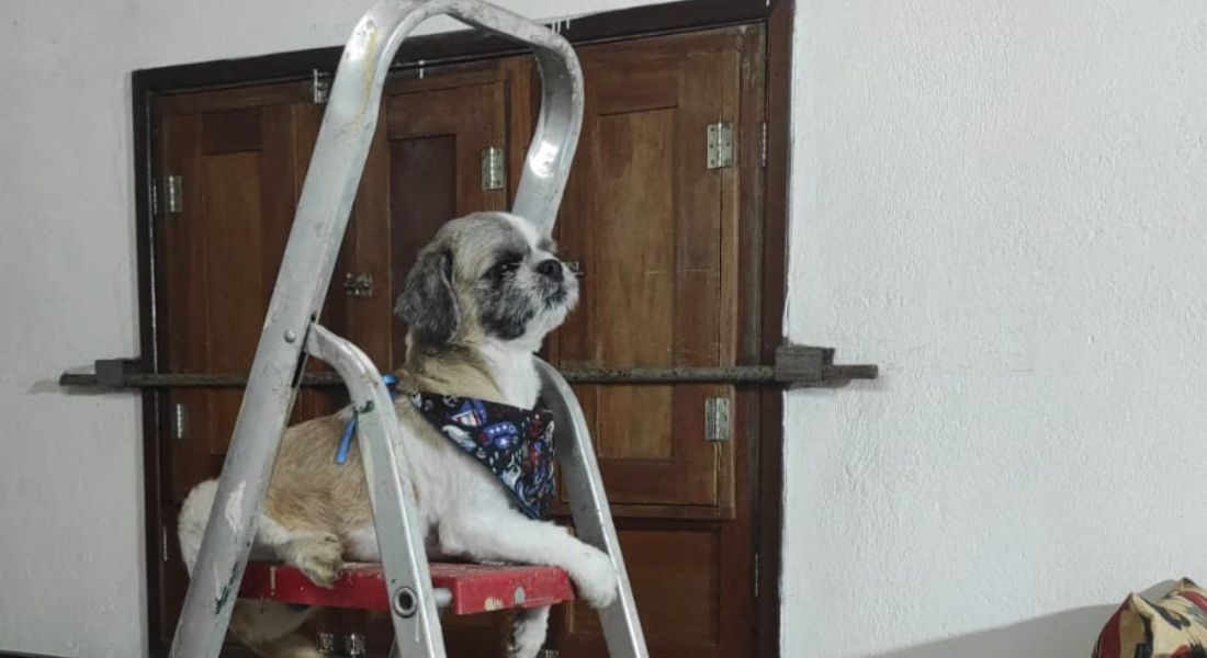 O cachorro Scooby minutos antes de desaparecer perto do KM 14 de Aldeia, em Camaragibe