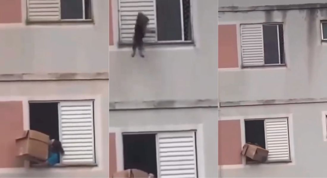 Mulher salvou cachorro com caixa de papelão