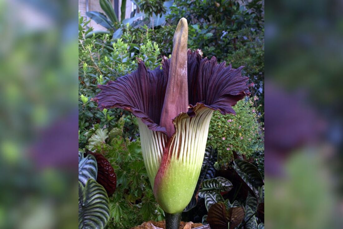 Flor-cadáver (Amorphophallus titanum)