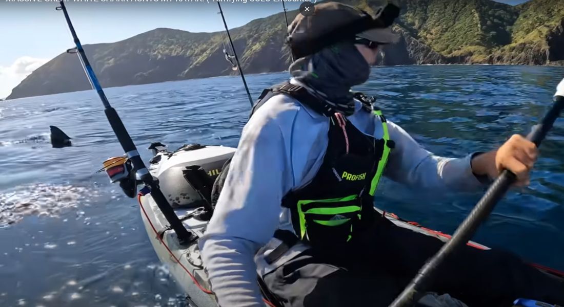 Pescador em caiaque é seguido por tubarão-branco na Nova Zelândia: "Por favor, não me ataque"