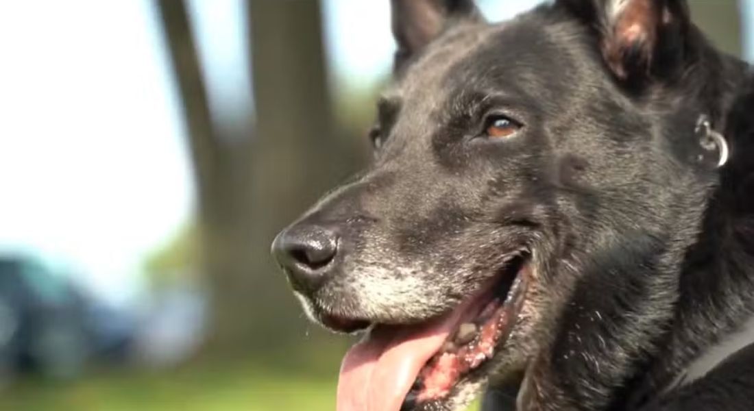 Cão que protegeu Casa Branca de intruso, no mandato de Obama, morre aos 15 anos; conheça Hurricane