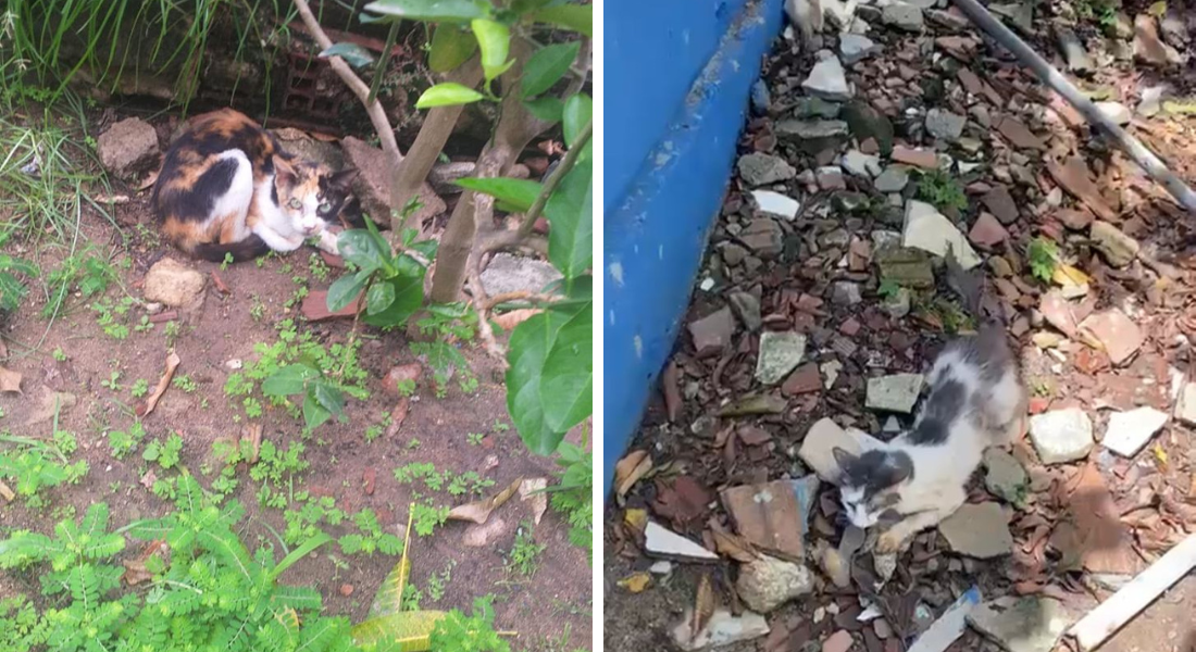 Mais de 50 gatos estão em situação de maus-tratos em Olinda