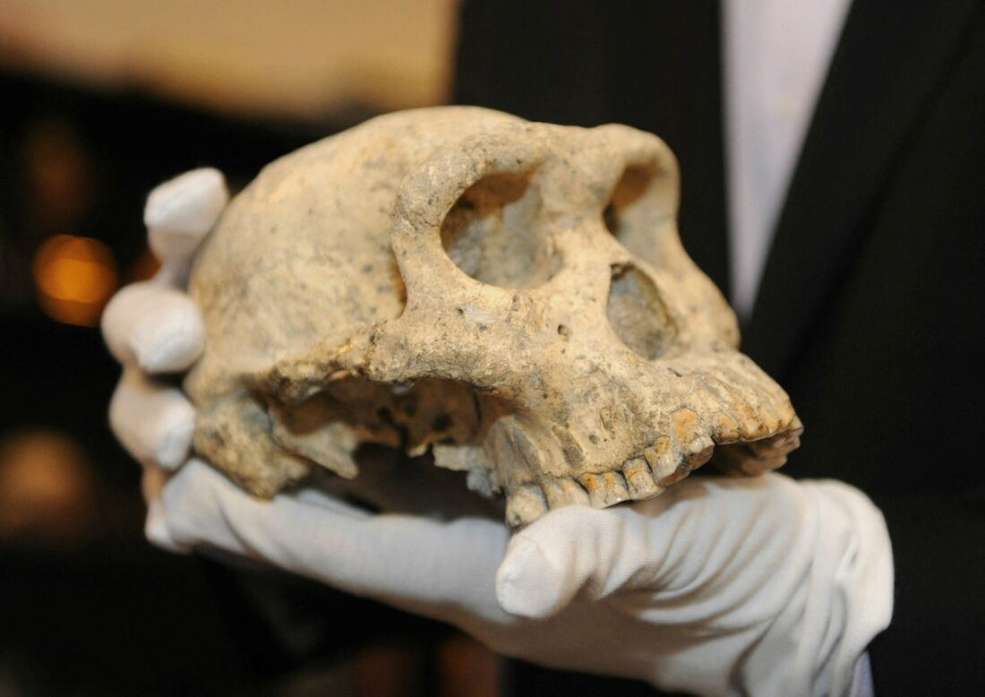 David Lordkipanidze, diretor do Museu Nacional da Geórgia, segurando um crânio bem preservado de 1,8 milhão de anos atrás, encontrado nas ruínas de uma cidade medieval no topo de uma colina em Dmanisi.